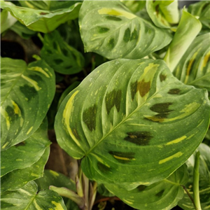 Maranta Leuconeura 'Variegata'